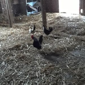 Meet your Posher, Peter